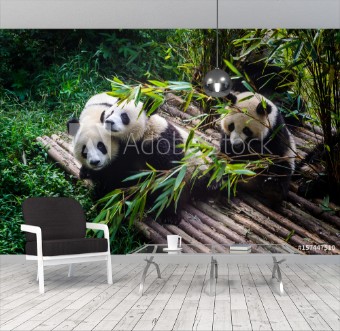Picture of Pandas enjoying their bamboo breakfast in Chengdu Research Base China